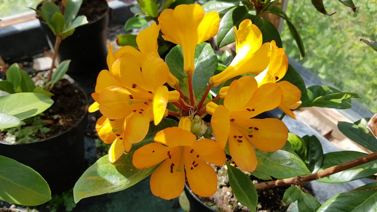 Thai Gold Vireya
